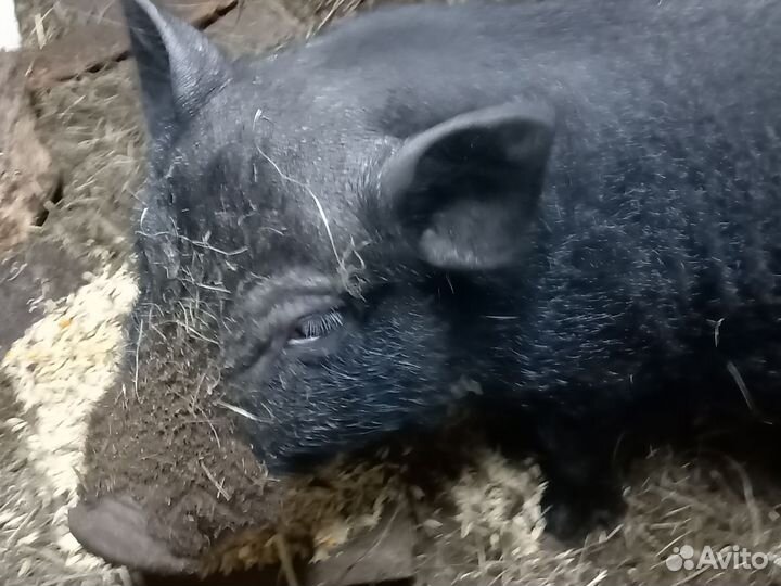 Семья въетнамских свиней