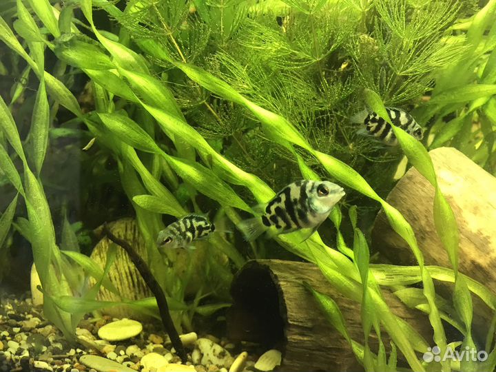 Аквариумные рыбки