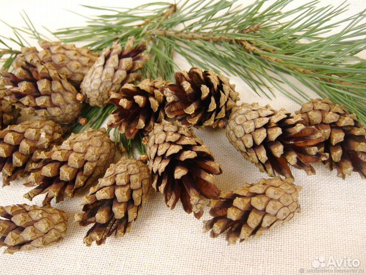 Шишки сосновые