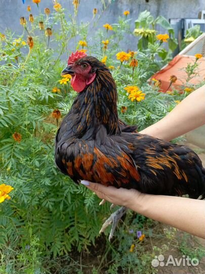 Молодой Петушок