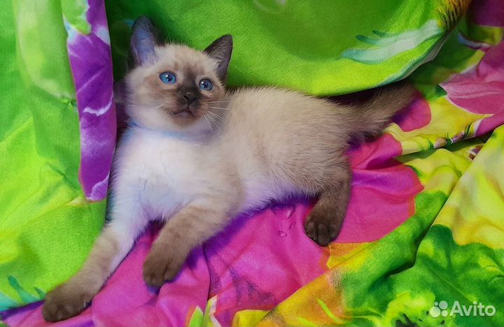 Чистакровные тайские котята