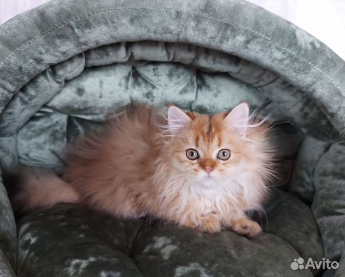 Гуччик