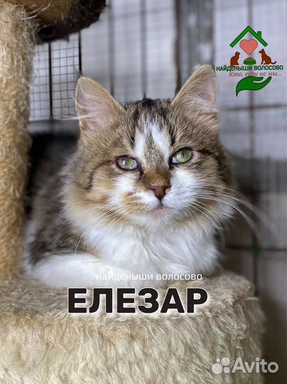 Особенный котенок, для особенного человека