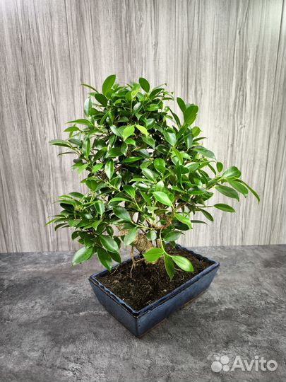 Бонсай Фикус