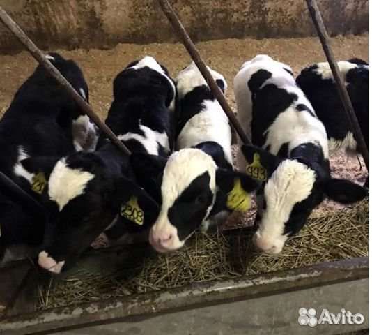 Телята бычки мясного направления