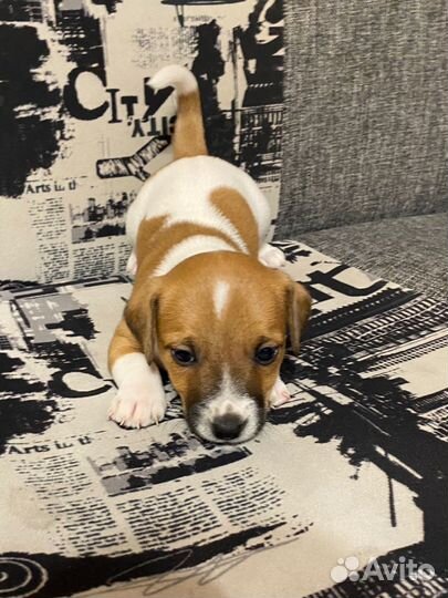 Щенки Джек рассел терьер