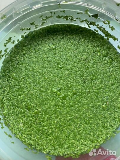 Обмен Растение Ряска и Пистия