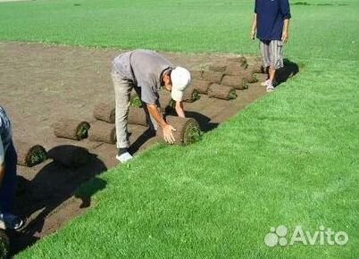 Укладка газона