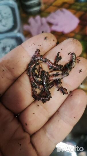 Кокон дендробены