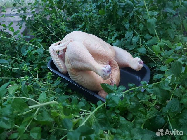 Мясо домашней курицы