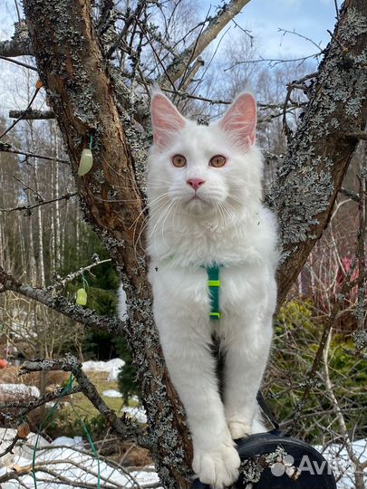 Кот мейн-кун вязка