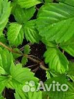 Рассада. Сезон продаж закрыт