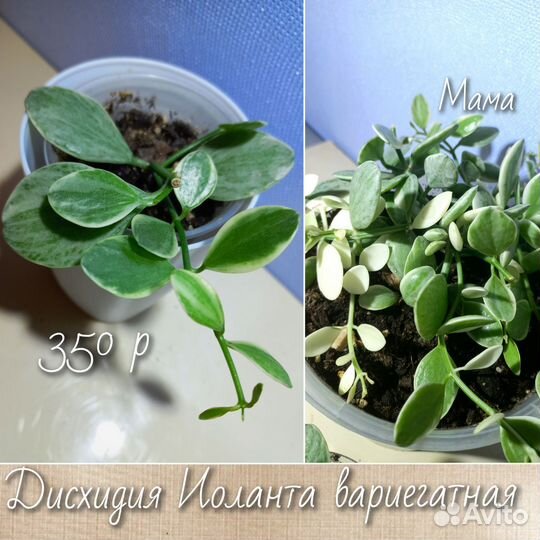 Дисхидия, крестовники