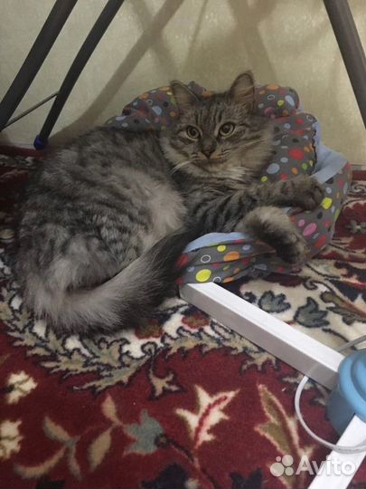 Кошка (кошечка в добрые руки)