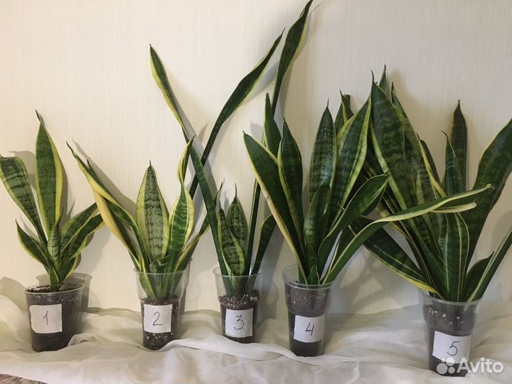 Сансевиерия