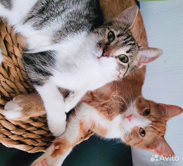 Котенок девочка закончилась Передержка