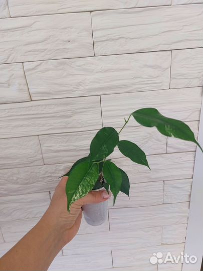 Сортовые фикусы