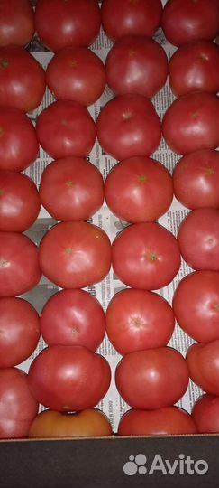 Помидор розовый