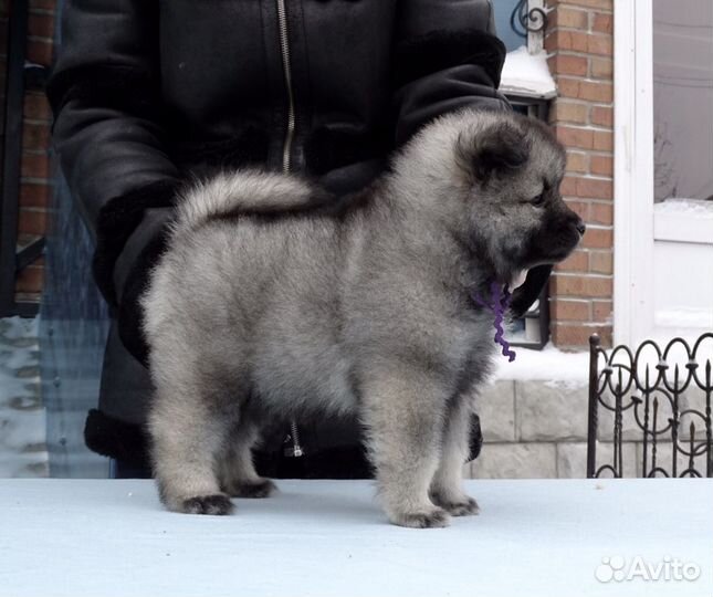 Восхитительные щенки кеесхонда
