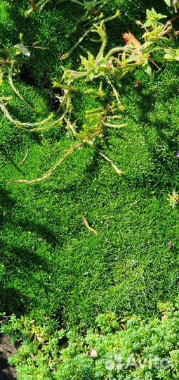 Цветы уличные