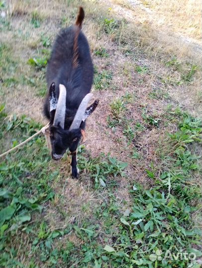 Козлик на племя