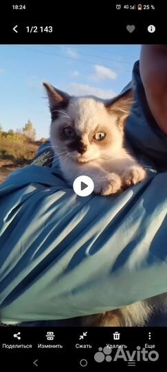 Кошка в добрые руки