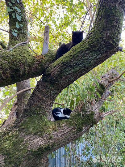 Кошка в дар