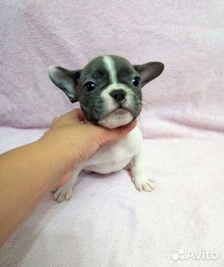 Бело голубая крошка