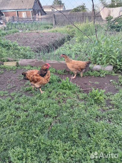 Петушки кучинской юбилейной