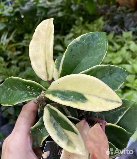 Хойя Карноза Триколор 2 в 1