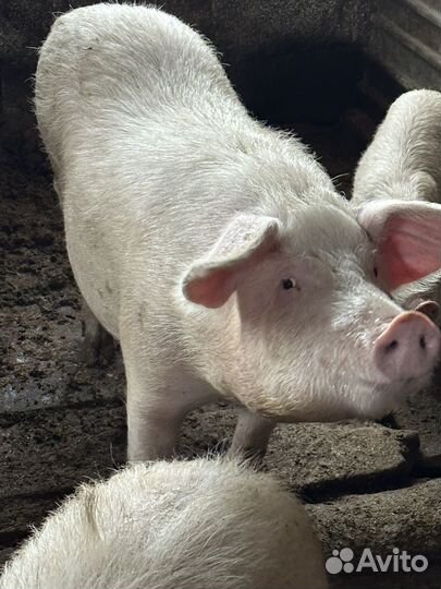 Свиньи на мясо