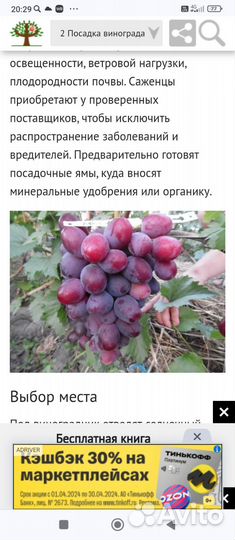 Саженцы винограда