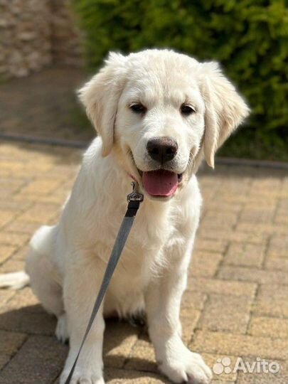 Щенки золотистого ретривера мальчики