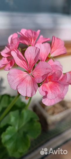 Пеларгония герань