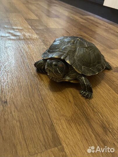 Черепаха с аквариумом