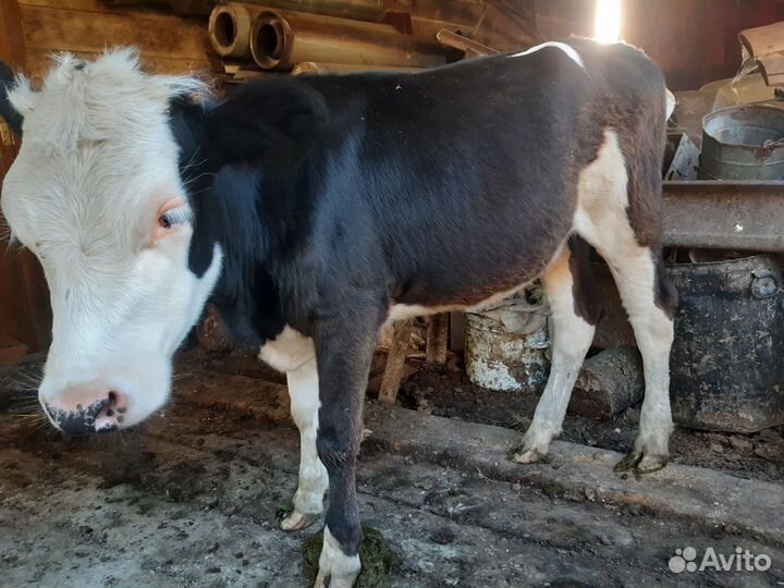 Корова дойная