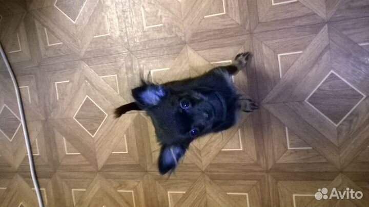 Чихуахуа