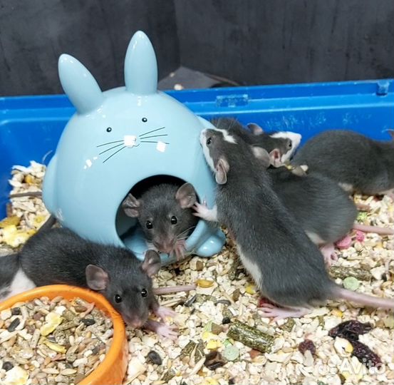 Крысята дамбо малыши
