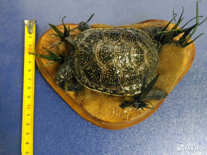 Чучело черепахи композиция сувенир