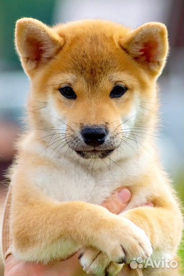 Мальчики Сиба Ину