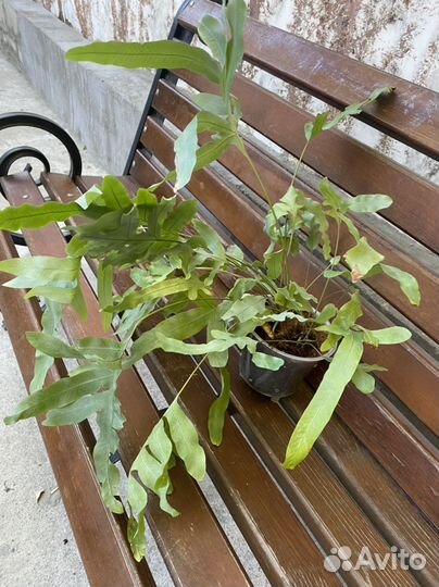 Папаротник, Питахайя, Фикус