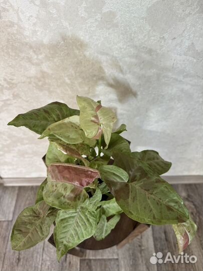 Филодендрон Мамей