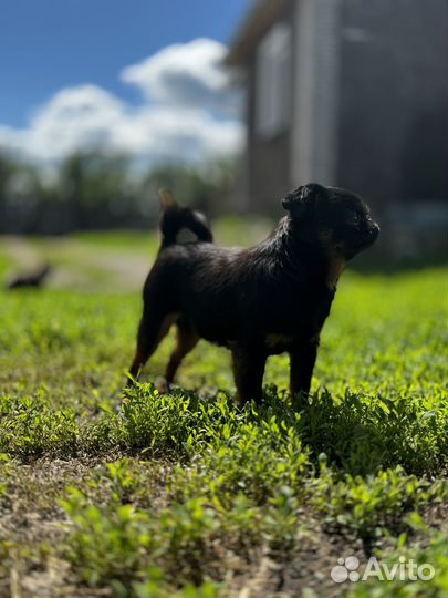 Пти брабансон мальчик