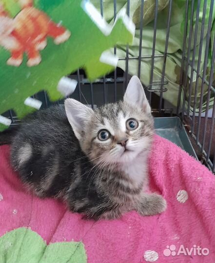 Котенок девочка 1,5 месяца