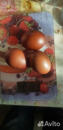 Инкубационные яйца Маран