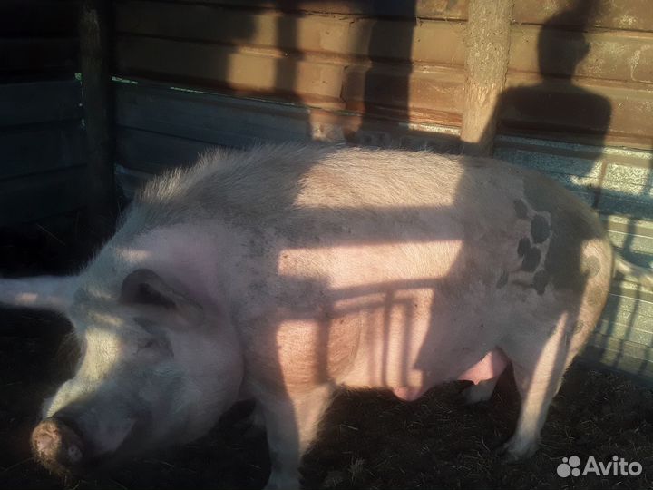 Продается хряк