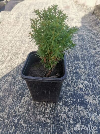 Садовые растения