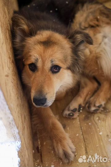 Метис колли собачка в добрые руки
