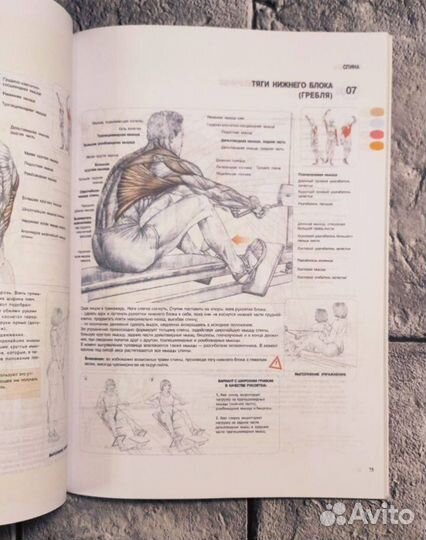 Анатомия силовых упражнений