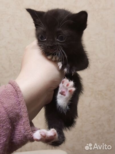 Котëнок девочка и кошка в добрые руки